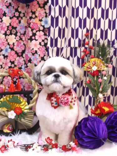 20250113みたらしちゃん